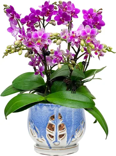 Vista 16 de W&W Maceta de orquídeas con agujeros y platillo para trasplantar, azul, 6.5 pulgadas