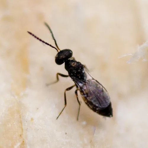 Vista 3 de Exterminadores de mosca 25,000 Tamaño NaturesGoodGuys