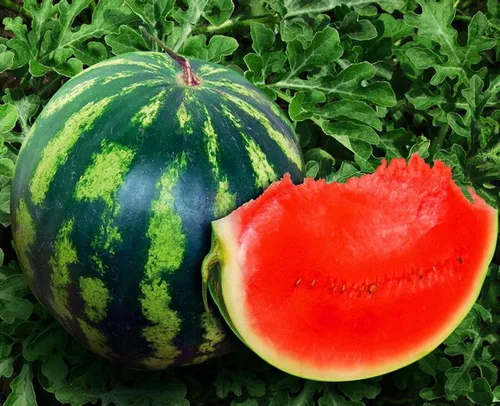 Vista 5 de Semillas Sandía Carmesí Frutas Dulces No GMO Heirloom