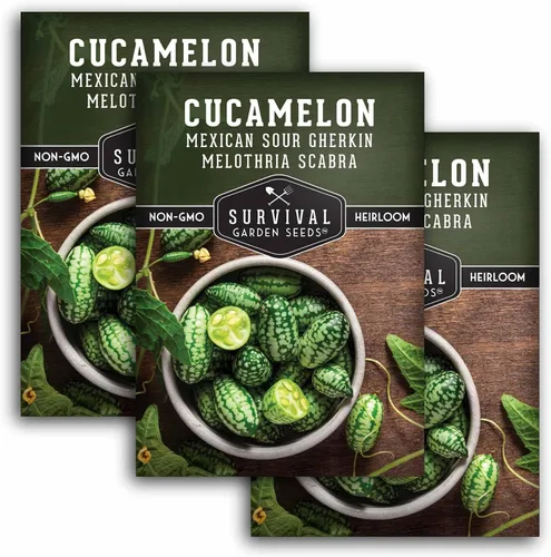 Vista 10 de Semillas de Cucamelon para plantar – Pepino amargo mexicano de pepinillo de sandía – Cucamelones tradicionales sin OMG – Semillas de jardín