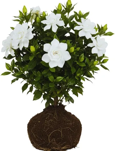 Vista 5 de 2 plantas de jazmín vivas, planta de flores de jazmín trepadoras, zona 4 a 11, 5 a 7 pulgadas de altura (blanco doble)