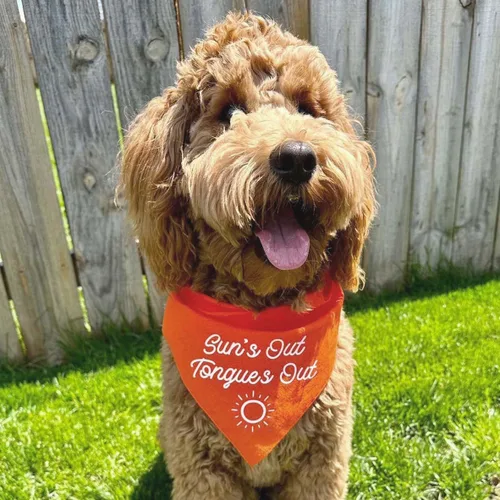 Vista 2 de Sun's Out Tongues Out - Bandana para perro (rosa intenso, OS 469)