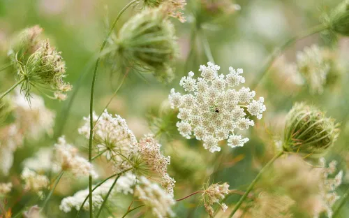 Vista 2 de Queen Anne's Lace Seeds for Planting - 250 Semillas - Fabricado en EE. UU., Se envía desde Iowa. Raras y difíciles de encontrar
