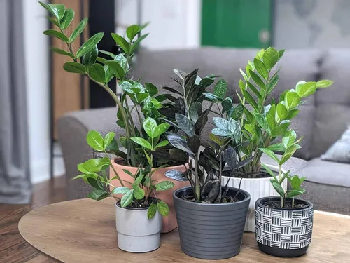 Vista 4 de Eleva tus plantas ZZ con la mezcla orgánica de tierra de Gardenera - Cultiva más saludable y más elegancia - 1 cuarto de galón
