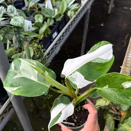 Vista 7 de Philodendron Plant Prince of Orange - Planta viva de 3 pulgadas, adornos para plantas de interior, plantas perennes, cultivo de jardín, puede crecer