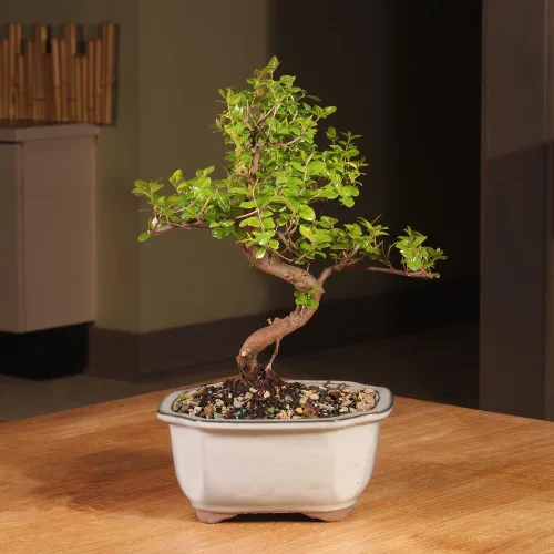 Vista 4 de Brussel's Bonsai Árbol bonsái de ciruela dulce china viva, 5 años, 6 a 10 pulgadas, bonsái de interior en maceta de bonsái de cerámica