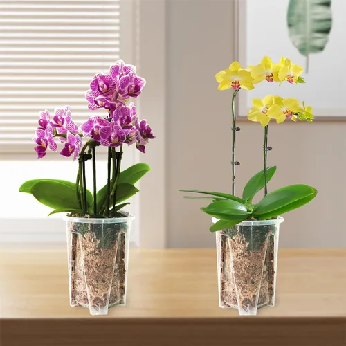 Vista 5 de Juego de 12 macetas para orquídeas: macetas de plástico transparente de 4.7 pulgadas, con agujeros para trasplante, maceta de flores