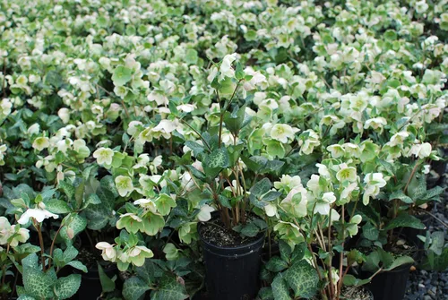 Vista 2 de Perennial Farm Marketplace Helleborus Frostkiss® Molly's White (rosa ententense) - Envase perenne vivo, tamaño #1, flores blancas de invierno a