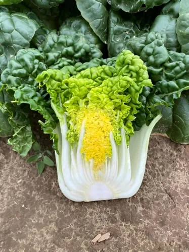 Vista 2 de TomorrowSeeds - Golden Heart Bok Choy Seeds - Más de 1000 unidades - para plantar 2026 Amarillo Verde Pok Pak Choi Col cantonesa Plantación de tallo