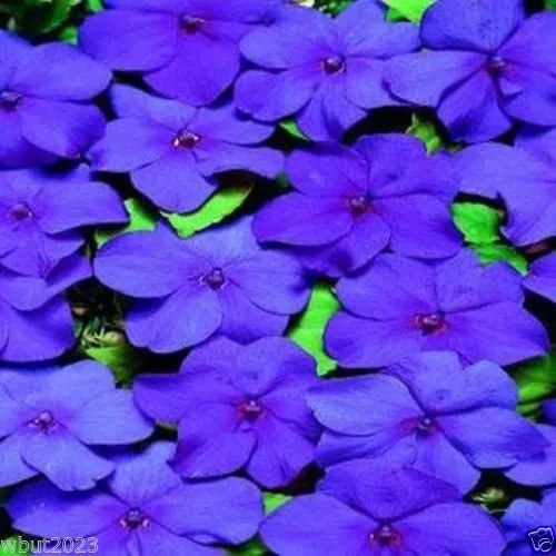 Vista 2 de Impatiens Flowers Seed - Mezcla de azules, ideal para cestas, contenedores y jardineras