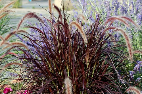 Vista 2 de Hierba de fuente roja 3 plantas vivas Pennisetum Setaceum Rubrum Hierba ornamental floreciente