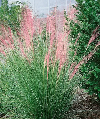 Vista 3 de Hierba Muhly rosa - 3 plantas vivas - Muhlenbergia Capillaris - Hairawn Muhly - Hermoso follaje ornamental floreciente de bajo mantenimiento