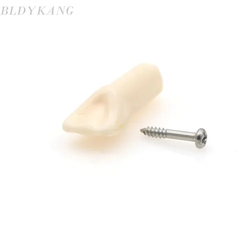 Vista 7 de Modelo de estudio de dientes de práctica de Typodont dental, modelo de estudio, dientes de repuesto individual, enseñanza de estudiantes 11#
