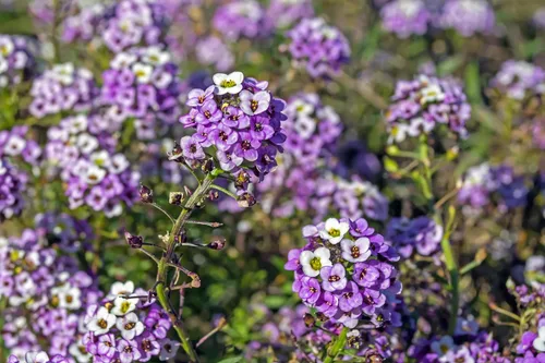 Vista 4 de TKE Farms & Gardens - Semillas de Alyssum para plantar, Alfombra Real, más de 1000 semillas de flores autóctonas sin OMG, perfectas para jardines