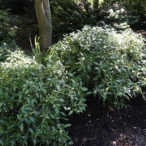 Vista 4 de Garden Debut Moonlit Lace Viburnum - Arbusto de flores vivas, 3 galones