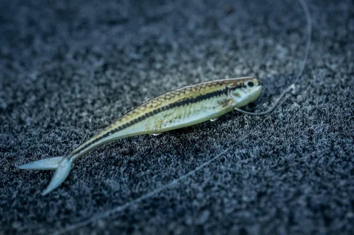 Vista 4 de Berkley PowerBait The Champ Minnow - Cebo suave de pesca, calabaza verde, 3.4 pulgadas