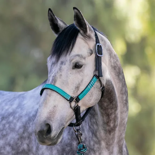 Vista 2 de Kensington Premium Nylon Halter Size: M-Small Horse Color: 2021 - Atlantis
