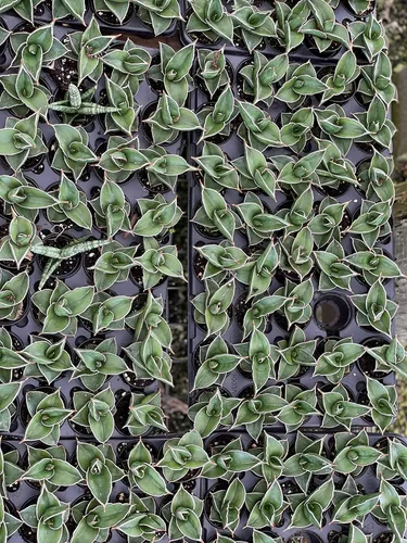 Vista 7 de BubbleBlooms Sansevieria Samurai - Planta de serpiente de espada azul enana en una maceta de 2 pulgadas, mini-duendecillo