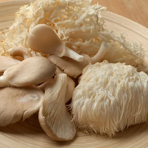 Vista 3 de Kit de hongos gourmet de melena de león - Bolsa de cultivo para hongos - Cultiva hongos melena de león premium en casa - Deliciosos y 100% naturales