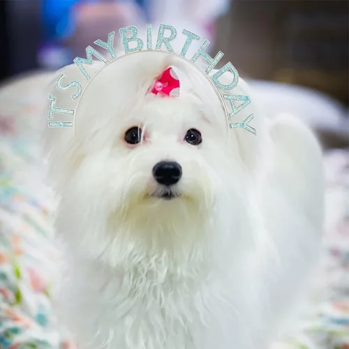 Vista 5 de Coronas y bandas de cumpleaños para mujer: diadema festiva y juego de accesorios de cumpleaños It's My Birthday