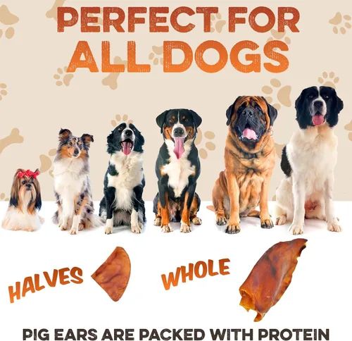 Vista 8 de BRUTUS & BARNABY Orejas de cerdo enteras para perros, 12 unidades – Masticables para perros de un solo ingrediente totalmente naturales, cocinados a