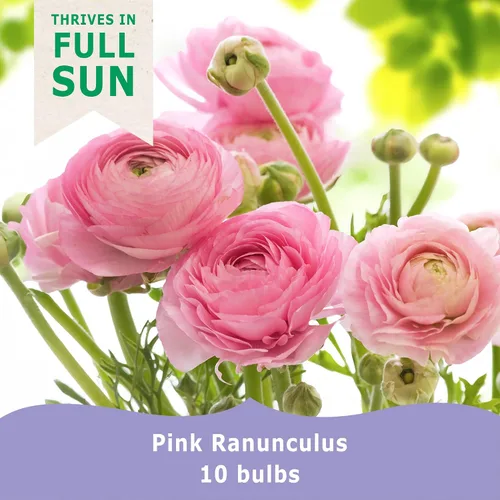 Vista 3 de Ranunculus – Tecolote® – Rosa 10 bombillas