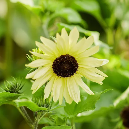 Vista 24 de Eden Brothers Semillas de girasol - Autumn Beauty