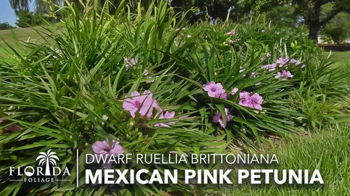 Vista 4 de Pink Ruellia Katie's Dwarf 3 plantas vivas Petunia Brittoniana mexicana Plantas perennes tolerantes a la sequía Cobertura del suelo