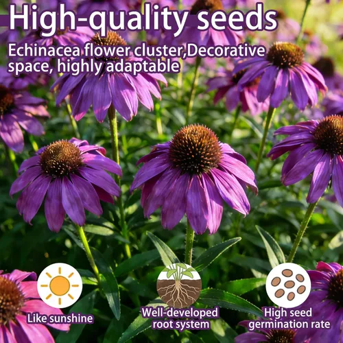 Vista 2 de Semillas de equinácea púrpura (Echinacea purpurea), perenne nativa resistente, paquete de 600 semillas