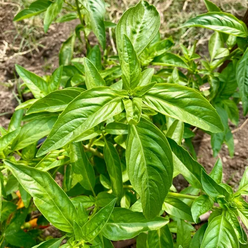 Vista 2 de Plant Good Seed Semillas de albahaca de hojas grandes italianas orgánicas para plantar: hierba culinaria, hojas verdes - Paquete de 200 semillas