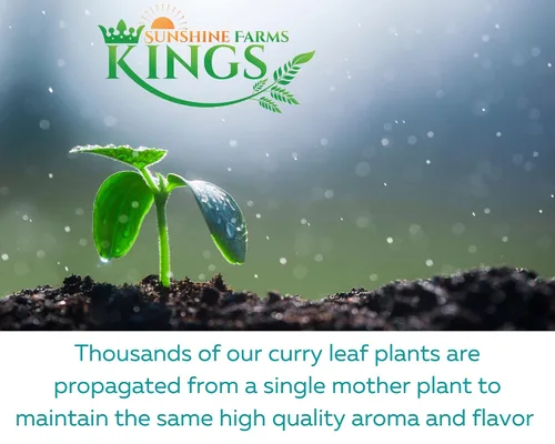 Vista 9 de Hojas de curry frescas - 4 oz - Paquete de $3.74 por oz - Inspeccionado por el USDA en el sitio, cultivado en Florida, altamente aromático y sabroso