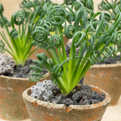 Vista 3 de Albuca - Planta viva en maceta de 4 pulgadas, frizzle chisporroteando suculenta, planta de albuca de hoja rizada para cultivo en interiores
