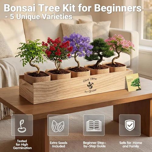 Vista 2 de Bonsai Tree Starter Kit for Beginners 5 Unique Indoor Plants