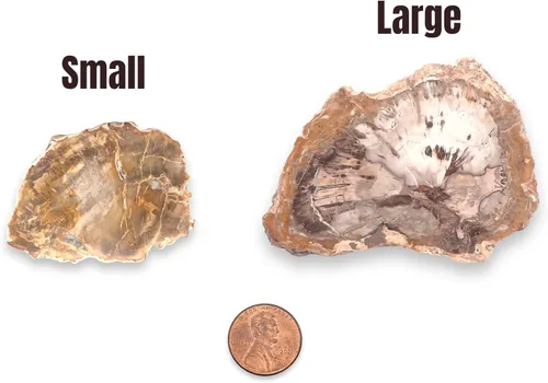 Vista 2 de Losas naturales de madera petrificada, dos tamaños, pequeñas y grandes con soporte. Chakras de montaña rusa irregulares para fortaleza curativa