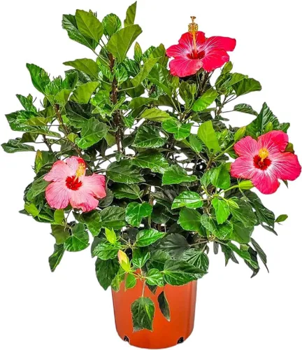 Vista 13 de Arbusto de Hibisco Fiesta - Planta Floreciente de Hibisco Viva - Planta de Flor Tropical - Maceta de 1 Galón - Altura Total de 10" a 14" - Plantas