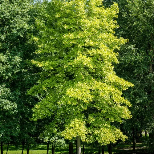 Vista 3 de TriStar Plants Árbol de Ginkgo Biloba - Contenedor de 1 galón - El árbol vivo se envía rápido, de rápido crecimiento, raíces establecidas