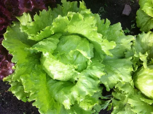 Vista 2 de Semillas Iceberg Lechuga Verde Crisphead Buttercrunch No GMO Heirloom