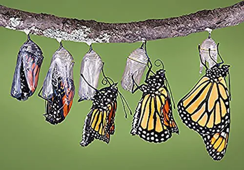 Vista 3 de Semillas de algodoncillo de pantano rosa para ayudar a salvar a las mariposas monarca - Incarnata Milkweed