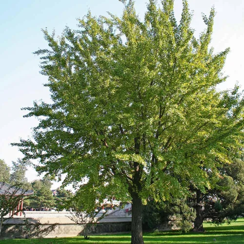 Vista 2 de Brighter Blooms Árbol de ginkgo, 3-4 pies - Árbol de sombra colorido Resistente y versátil Bajo mantenimiento No se envía a AZ