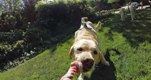 Vista 4 de Arnés para perros GoPro Fetch - Montura oficial GoPro (Paquete de 6)