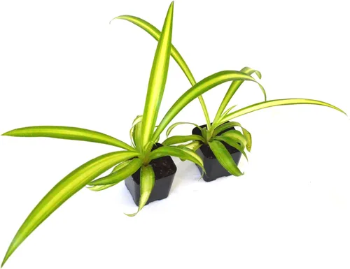 Vista 2 de 9GreenBox - Planta araña oceánica - Fácil de cultivar - Limpia el aire - Nuevo - Paquete de 2
