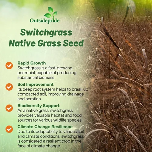 Vista 3 de Outsidepride Semilla de Switchgrass - 1 lb. Hierba nativa perenne, resistente a la sequía y las inundaciones, semilla de césped ideal para céspedes