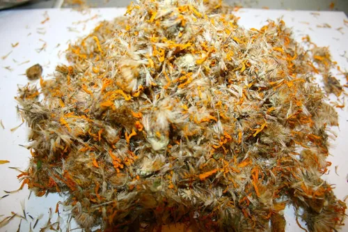 Vista 2 de Organic Bio Herbs -Árnica seca orgánica Montana (Arnica Montana) 4 onzas.