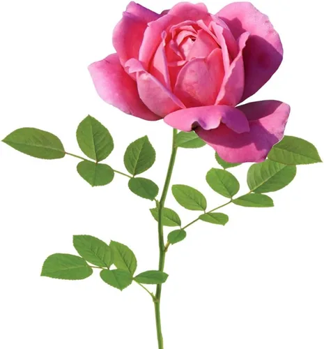 Vista 2 de Doble Rosa Ko 1 Galón