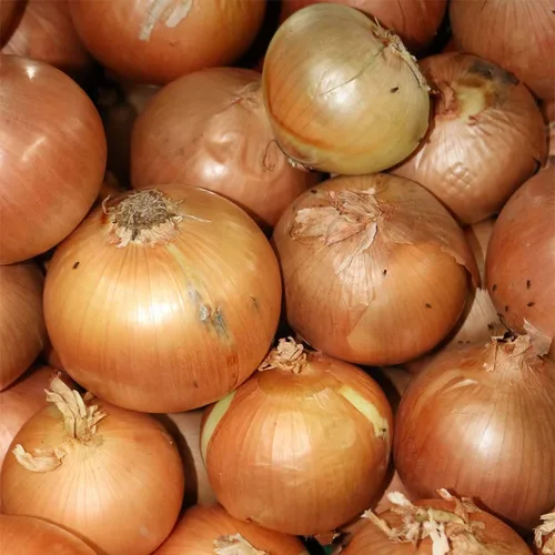 Vista 4 de Onion-Texas Early Grano 502 (250 Seeds)