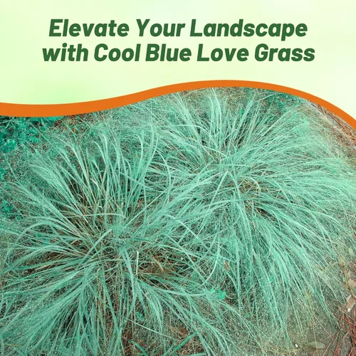 Vista 6 de Outsidepride 500 semillas perennes Eragrostis Elliotii Blue Eros Hierba ornamental de amor para siembra