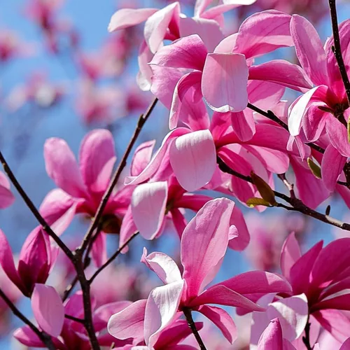 Vista 4 de Magnolia Tree Planta viva, arbusto de flores de magnolia, 6-12 pulgadas de alto, en maceta, arbusto de magnolia fragante listo para crecer