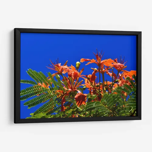Vista 8 de Canvas Lab Lienzo decorativo para pared Árbol Flamboyan, Cancún por el artista Luis Velasco – Tamaño: 12 x 8 in - Tema: Botánico, Floral,Naturaleza