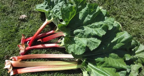 Vista 6 de Rhubarb Hierba Vegetal al aire libre Interior Jardín Heirloom Non-GMO