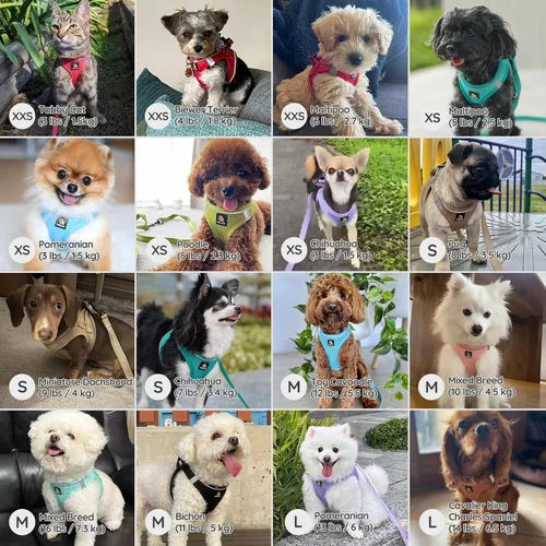 Vista 5 de BELLA & PAL Arnés de chaleco con entrada por pasos para perros pequeños y medianos, arnés para perros pequeños sin tirones con juego de correa